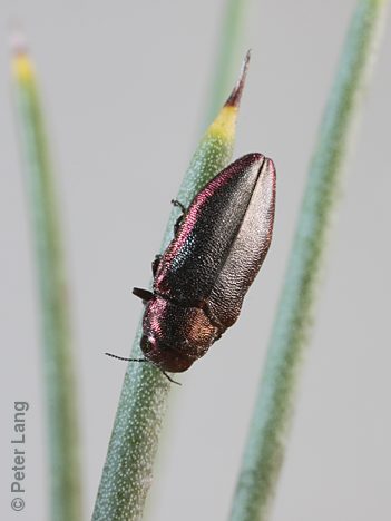 Stanwatkinsius lindi, PL1491B, female, on Hakea cycloptera, EP, 7.0 × 2.8 mm